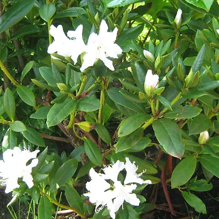 Holst Sylt Wenningstedt-Braderup